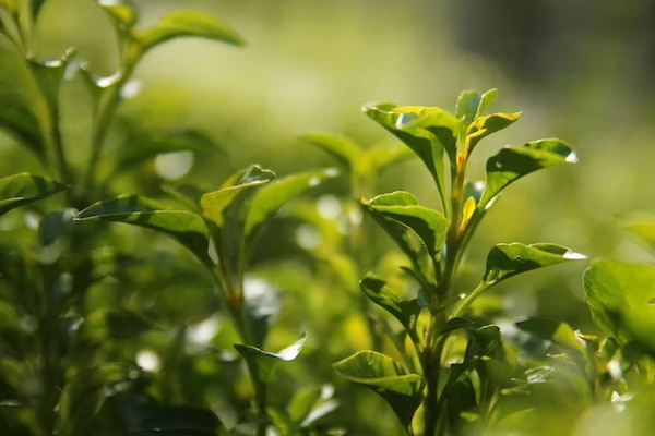 绿茶大家族 带你深度了解 表没食子儿茶素没食子酸酯（EGCG）